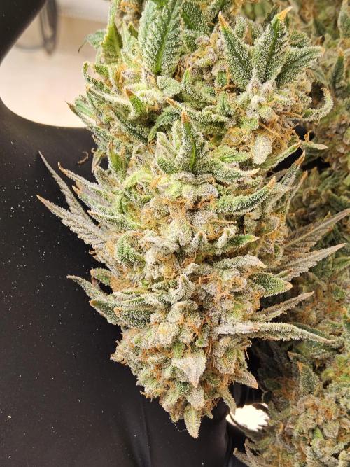 Fast Mystery. Week 19
