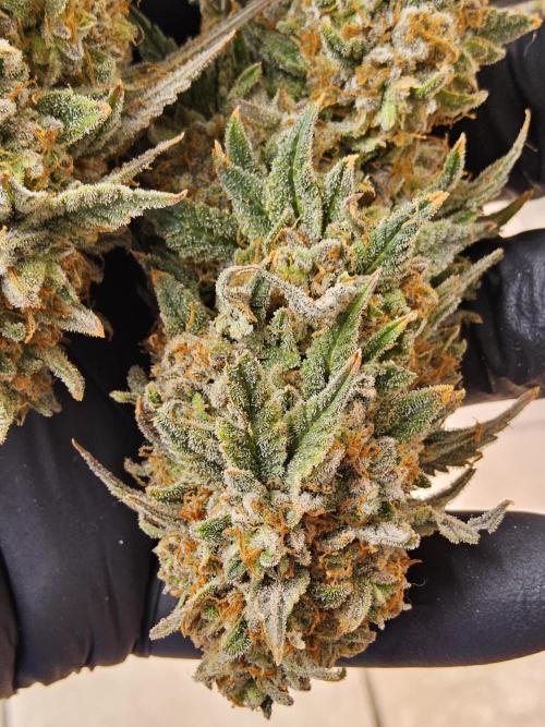 Fast Mystery. Week 19
