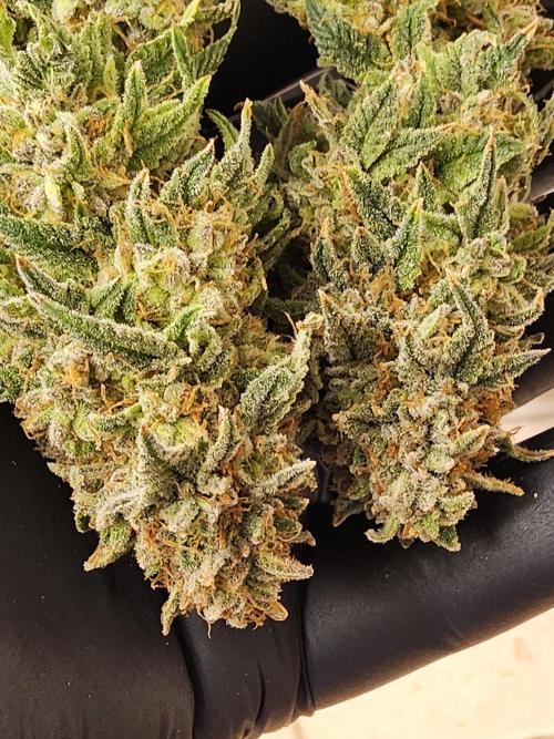 Fast Mystery. Week 19