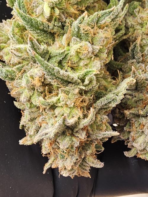 Fast Mystery. Week 19