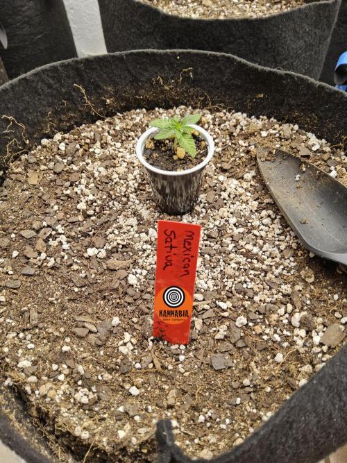 Mexican Sativa. Week 0