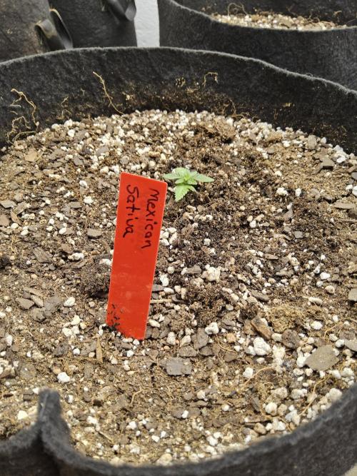 Mexican Sativa. Week 0