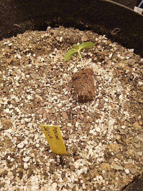 Mexican Sativa. Week 0