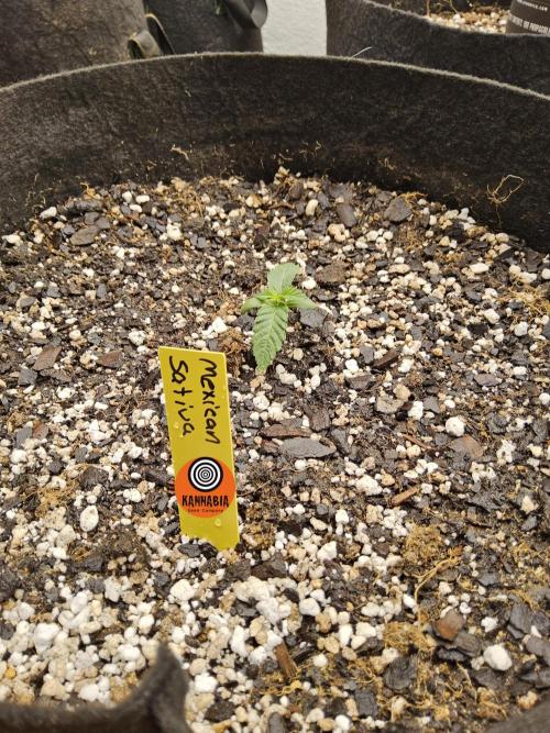 Mexican Sativa. Week 0
