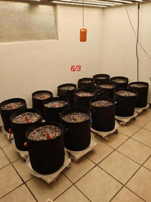 Mexican Sativa. Week 0