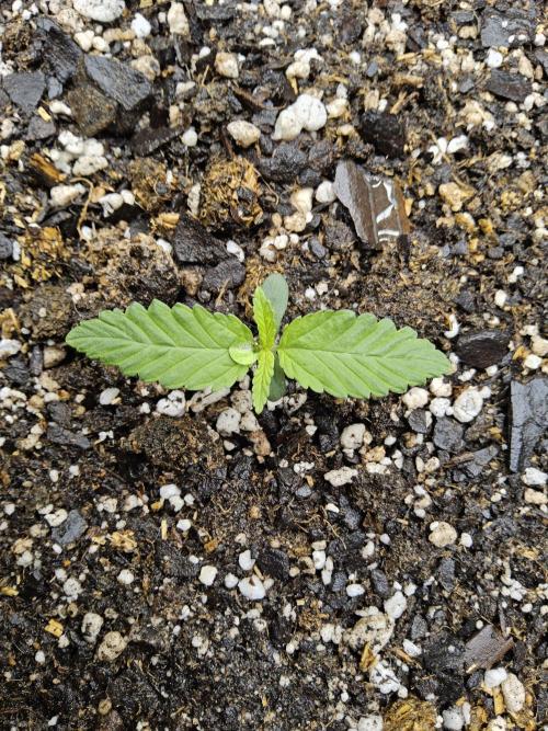 Amnesia go fast. Week 0