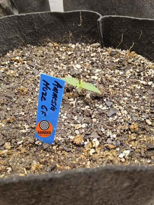 Amnesia go fast. Week 0