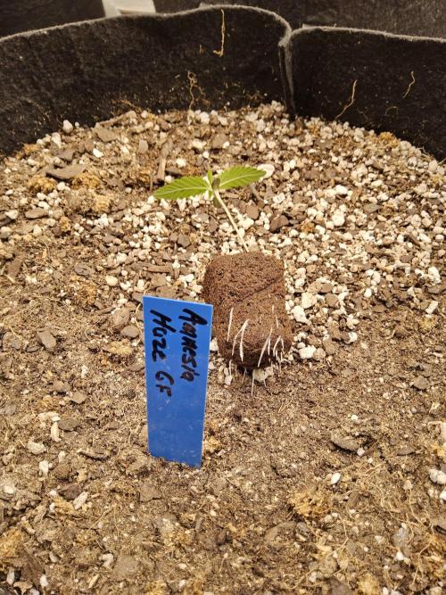 Amnesia go fast. Week 0