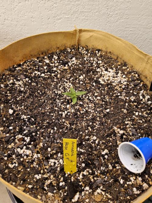 Amnesia go fast. Week 0
