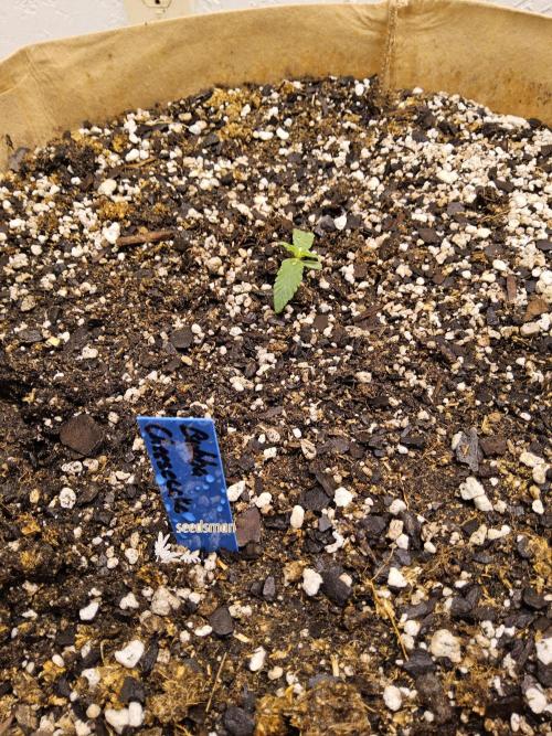 Bubba Seedsman. Week 0