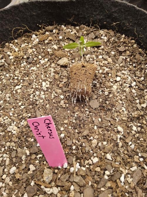 Regrow of Cheesus. Week 0