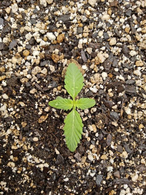 Regrow of Cheesus. Week 0