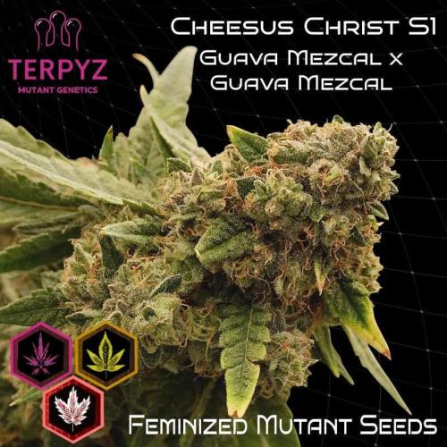 Regrow of Cheesus. Week 0
