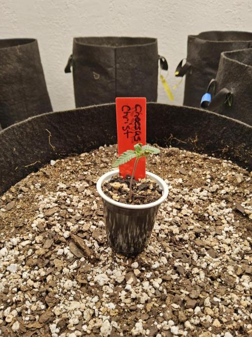 Regrow of Cheesus. Week 0