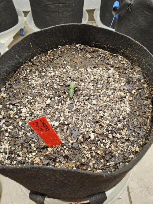 Regrow of Cheesus. Week 0