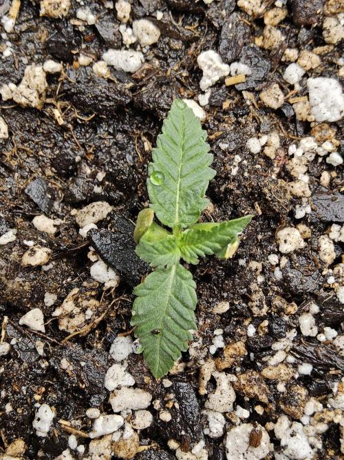 Regrow of Cheesus. Week 0