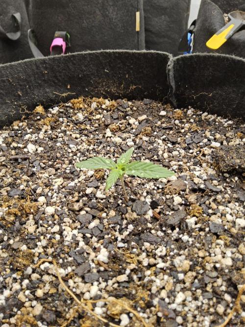 White Widow Plus. Week 0