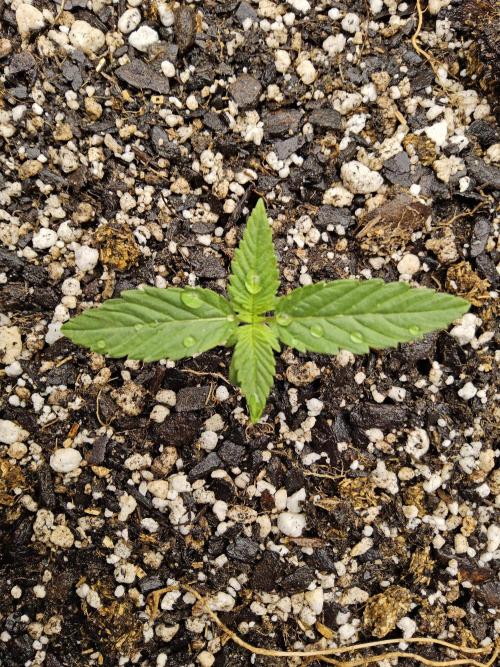 White Widow Plus. Week 0