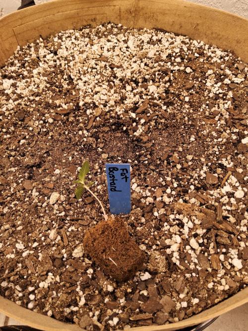 Fat Bastard. Week 0