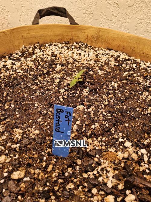 Fat Bastard. Week 0