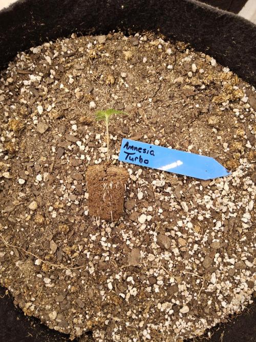 Turbo Amnesia. Week 0