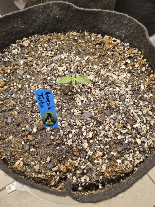 Turbo Amnesia. Week 0