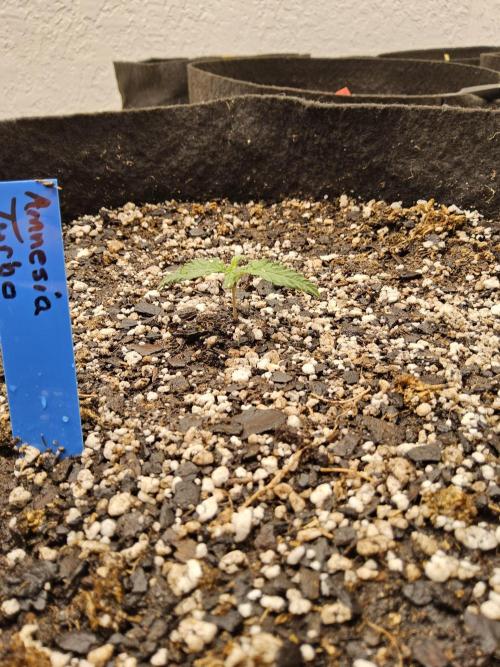 Turbo Amnesia. Week 0