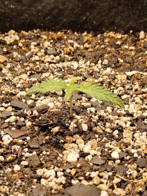 Turbo Amnesia. Week 0
