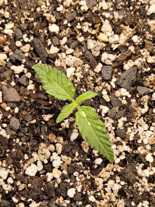 Turbo Amnesia. Week 0