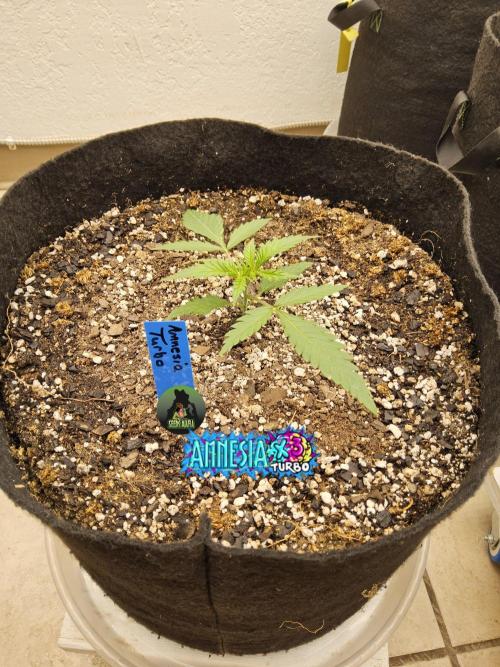 Turbo Amnesia. Week 1