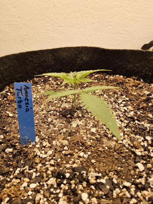 Turbo Amnesia. Week 1