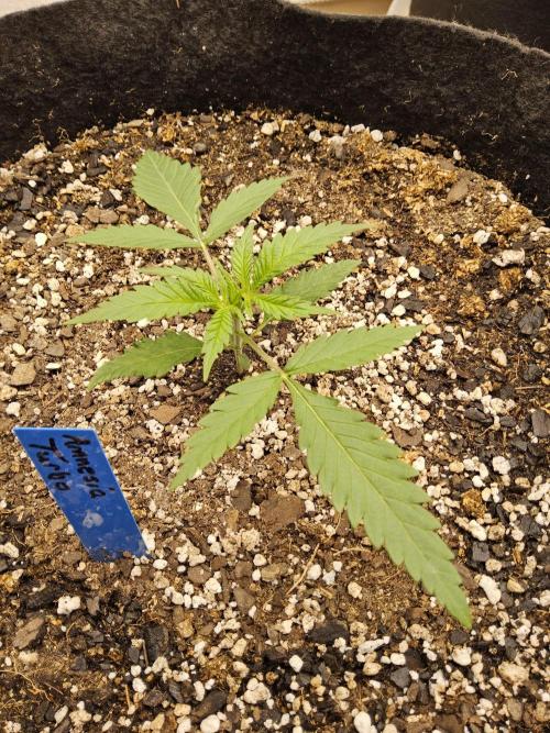 Turbo Amnesia. Week 1