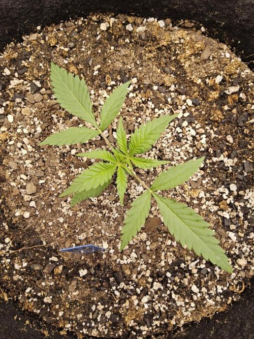 Turbo Amnesia. Week 1