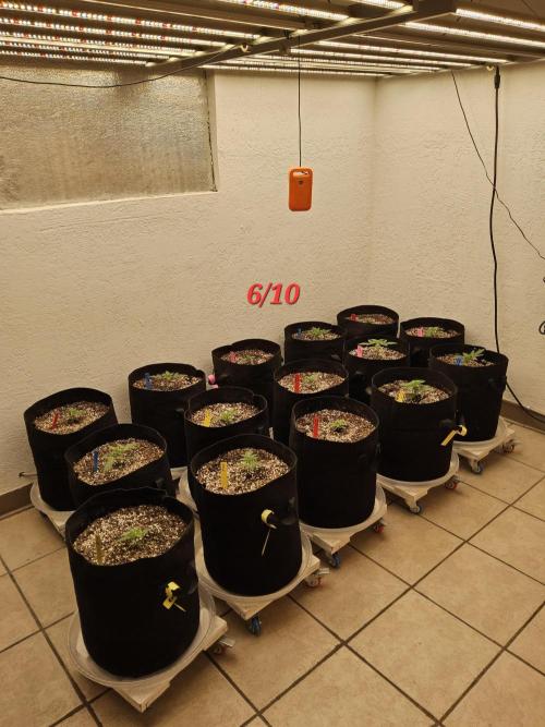 Turbo Amnesia. Week 1
