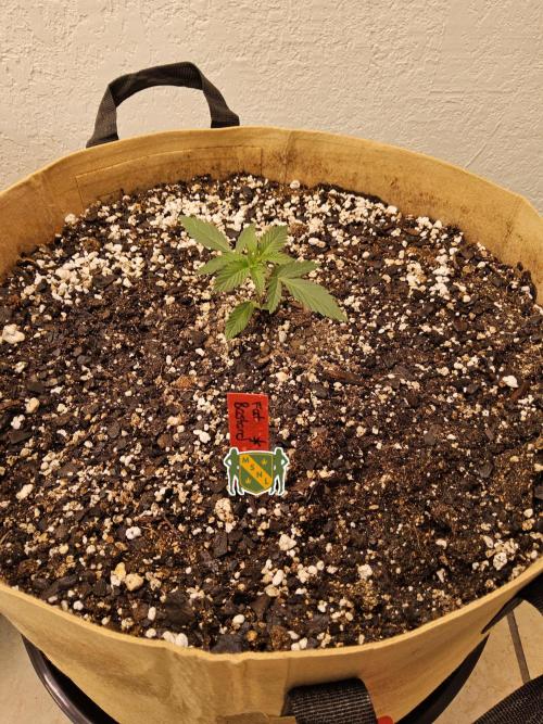 Fat Bastard. Week 1