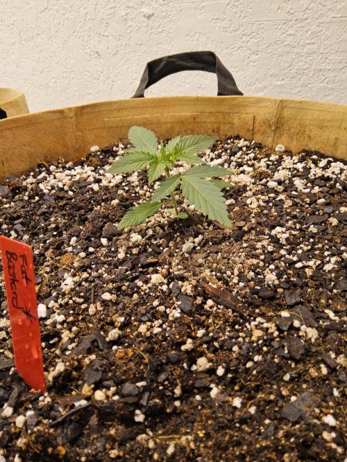 Fat Bastard. Week 1