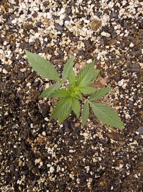 Fat Bastard. Week 1