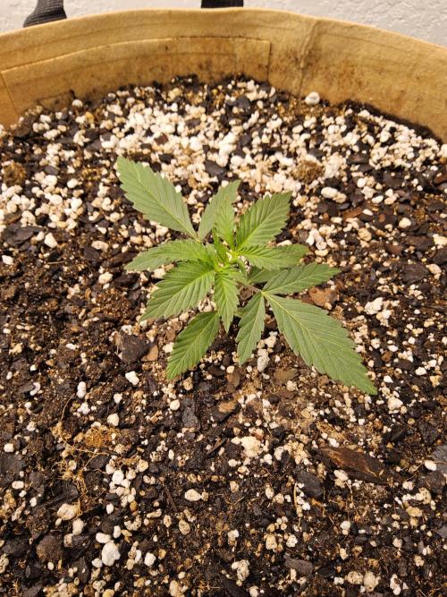 Fat Bastard. Week 1