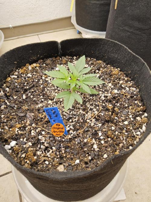 White Widow Plus. Week 1