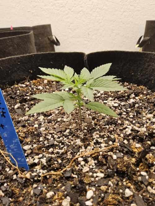 White Widow Plus. Week 1
