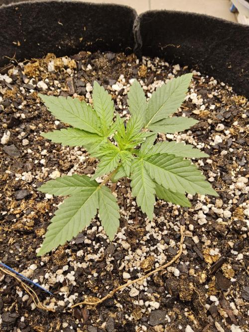 White Widow Plus. Week 1