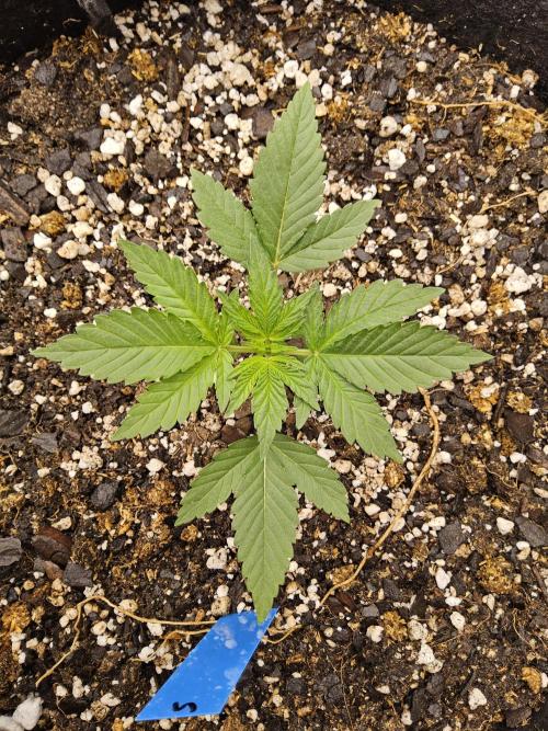 White Widow Plus. Week 1