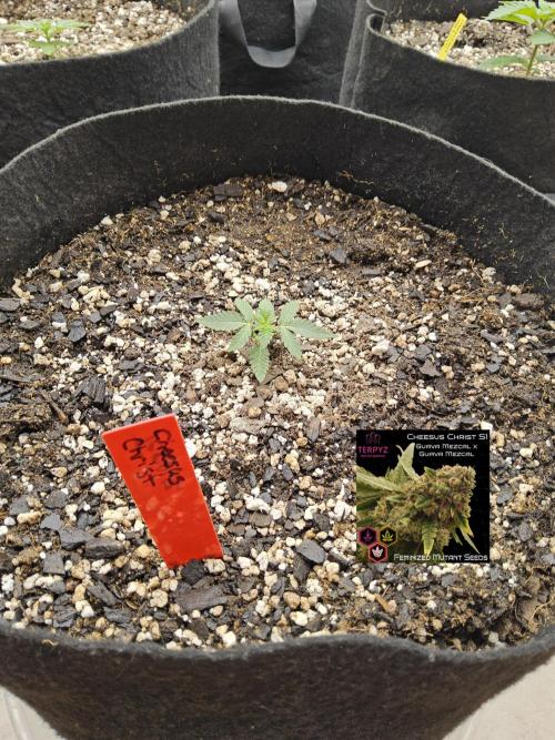Regrow of Cheesus. Week 1