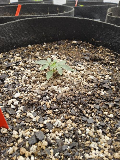 Regrow of Cheesus. Week 1