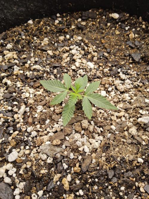 Regrow of Cheesus. Week 1