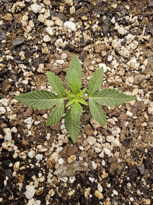 Regrow of Cheesus. Week 1