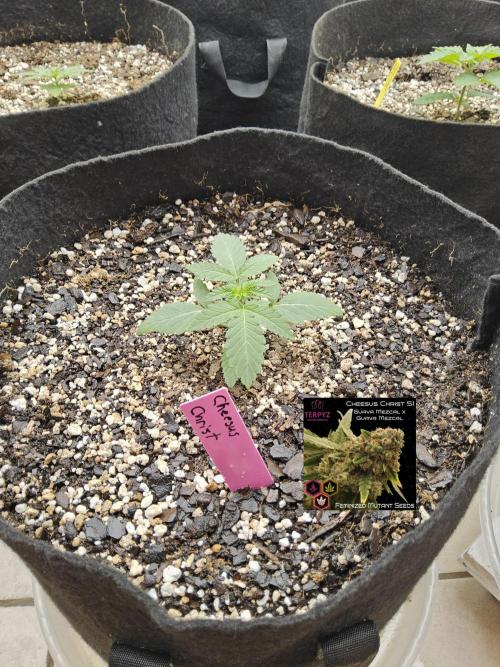 Regrow of Cheesus. Week 1
