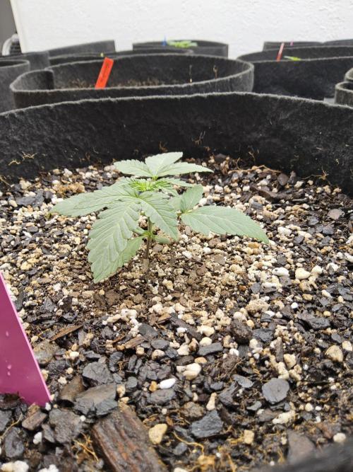 Regrow of Cheesus. Week 1