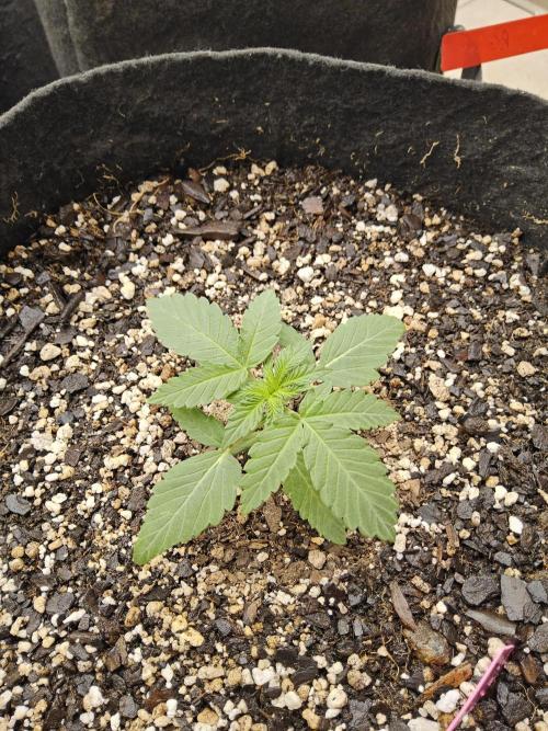 Regrow of Cheesus. Week 1