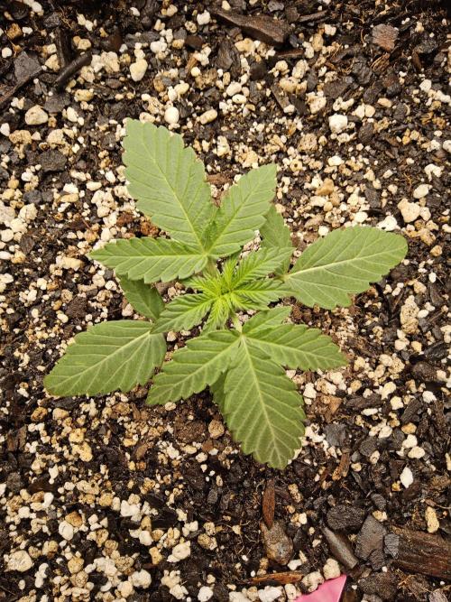 Regrow of Cheesus. Week 1